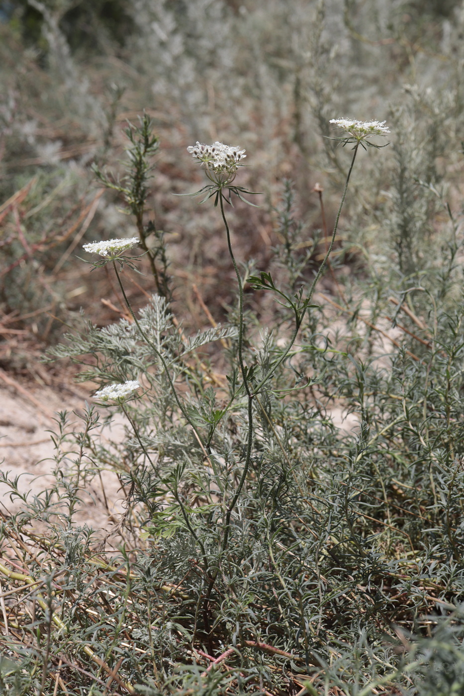 Изображение особи Daucus guttatus.