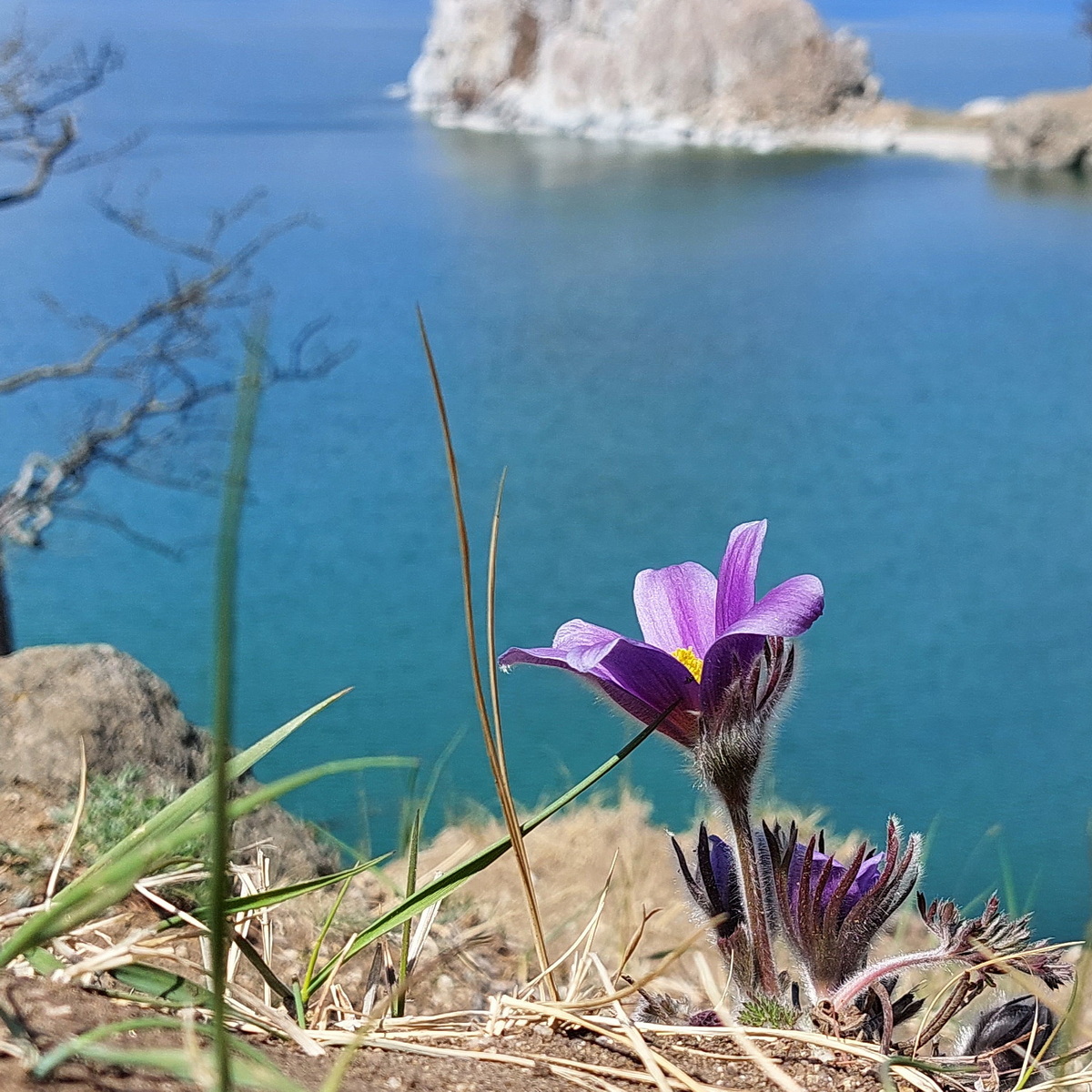 Image of genus Pulsatilla specimen.