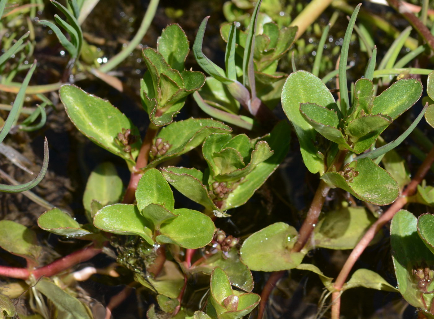 Image of genus Veronica specimen.