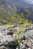 Ferula pratovii