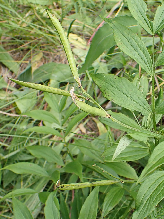 Изображение особи Lathyrus komarovii.