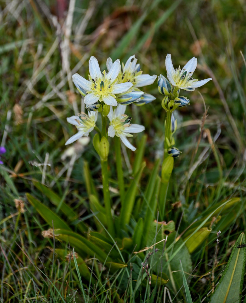 Изображение особи Swertia marginata.