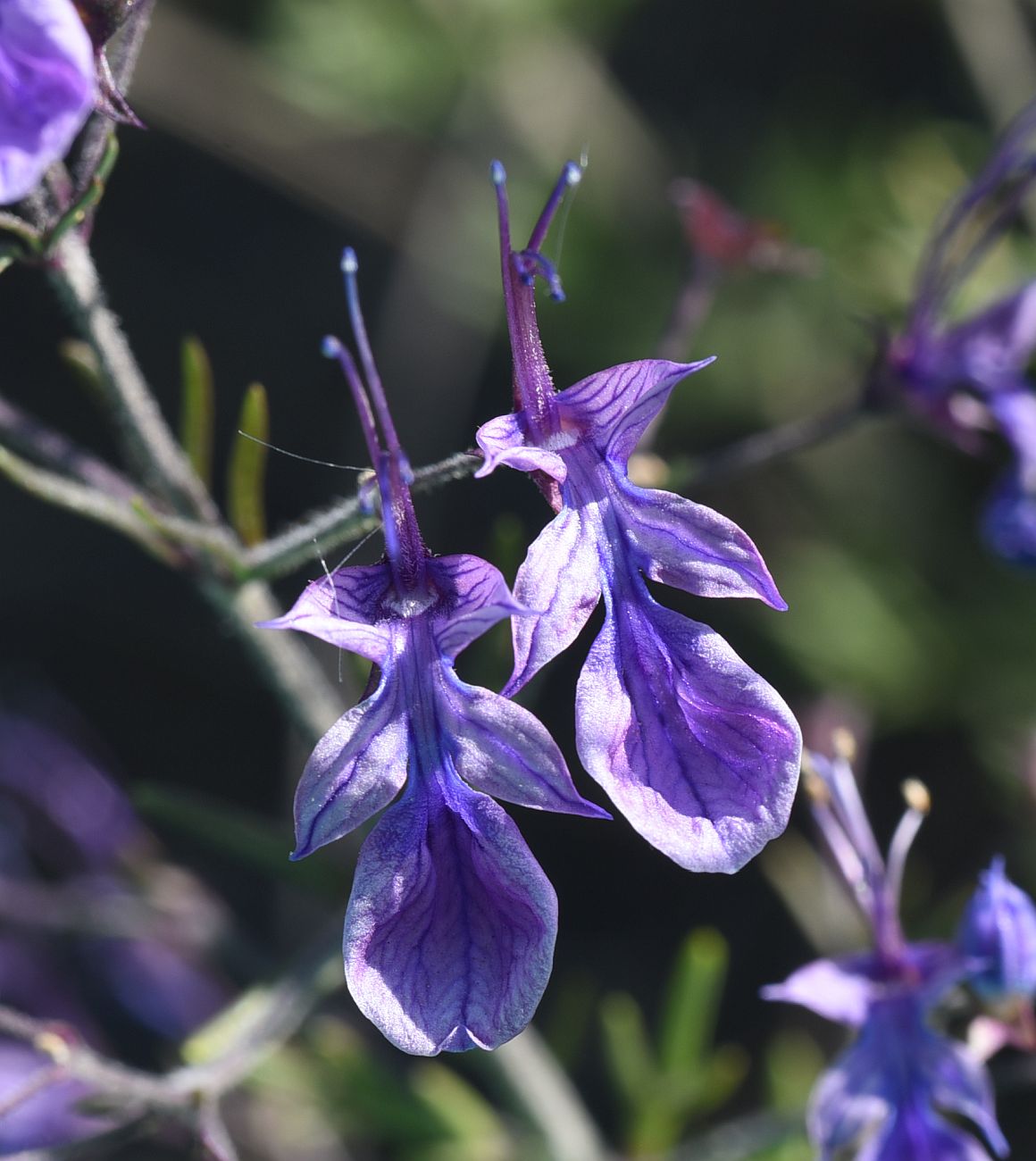 Изображение особи Teucrium orientale.