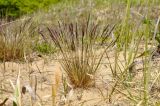 Festuca