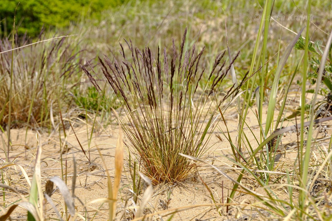 Изображение особи род Festuca.