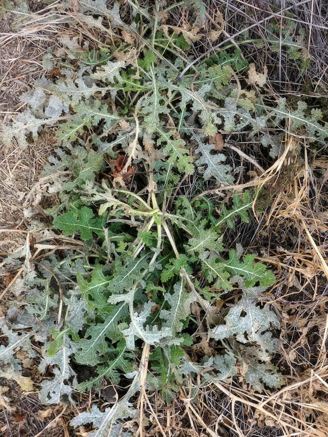 Image of Crambe tataria specimen.