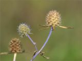 Eryngium planum. Верхушка веточки с соплодиями. Нижегородская обл., Володарский р-н, окр. пос. Дубки; берег р. Ока, высокотравный луг. 15.09.2023.