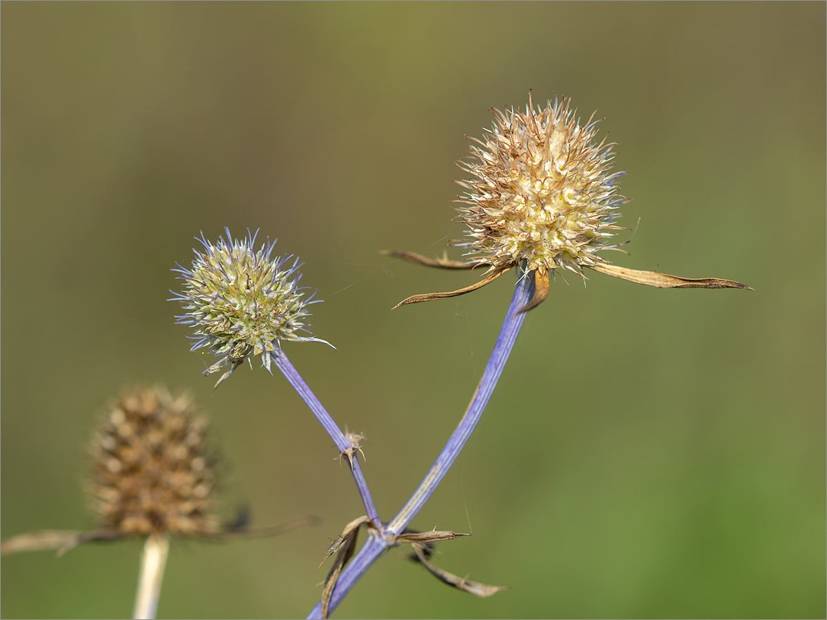 Изображение особи Eryngium planum.