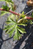 Potentilla intermedia. Стеблевой лист с повреждениями. Ленинградская обл., г. Приморск, окр. кирхи Св. Марии Магдалины, берег бухты Катерлахти, в щели между каменными плитами основания звонницы. 11.06.2023.