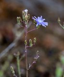 Lactuca tatarica. Верхушка побега с соцветием и бутонами. Оренбургская обл., Медногорский гор. округ, Блявинский карьер, осыпающийся каменистый склон. 04.07.2023.