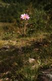 Pyrethrum coccineum