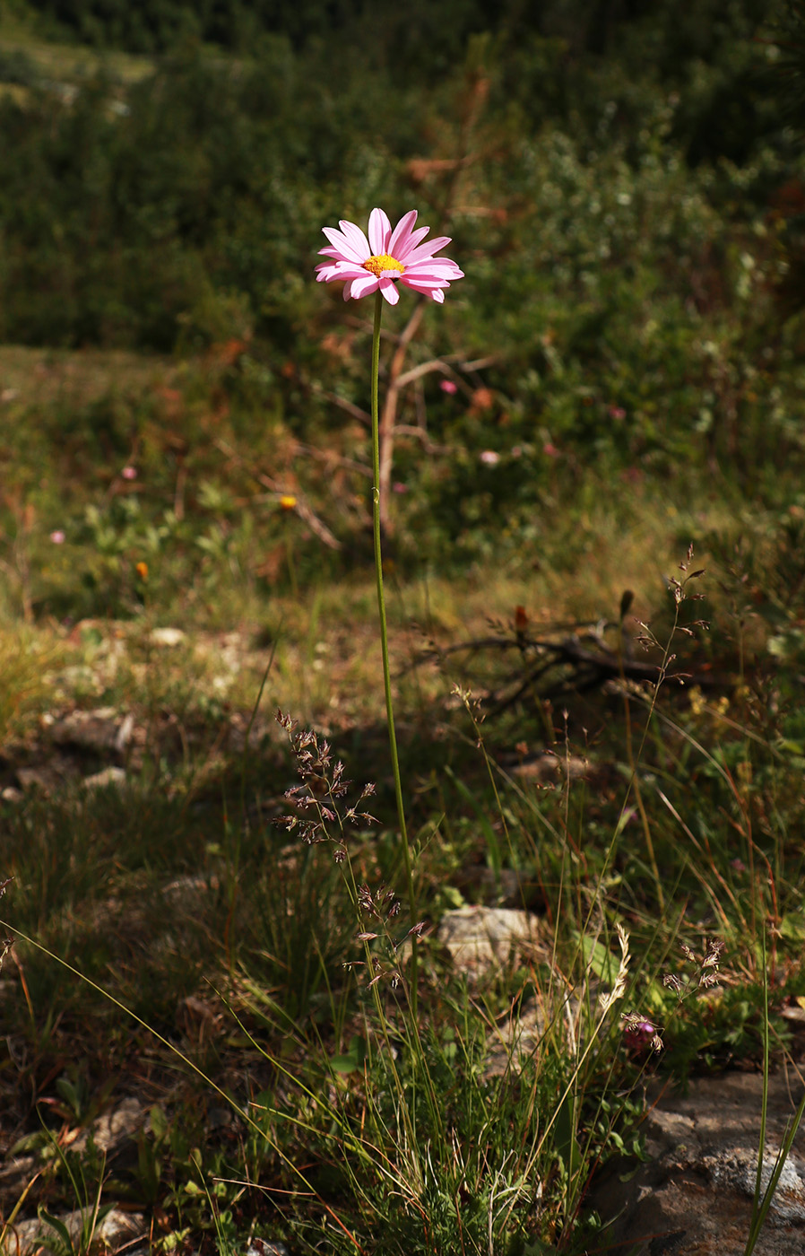 Изображение особи Pyrethrum coccineum.