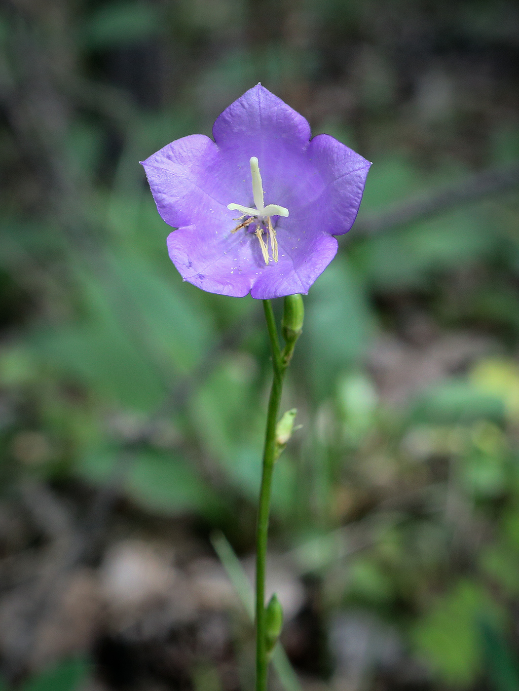 Image of Campanula persicifolia specimen.