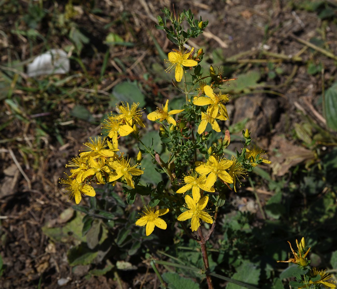 Изображение особи Hypericum perforatum.