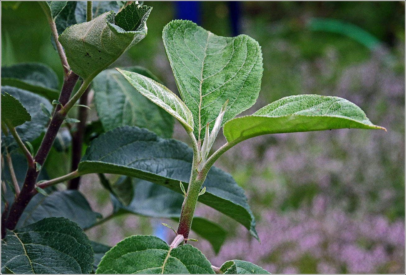 Изображение особи Malus domestica.