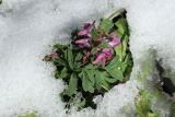 Corydalis solida