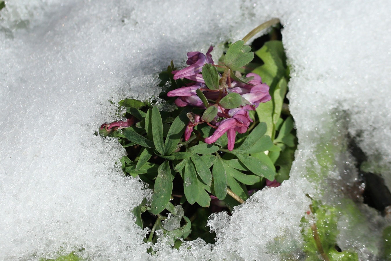 Image of Corydalis solida specimen.