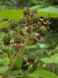 Rubus allegheniensis