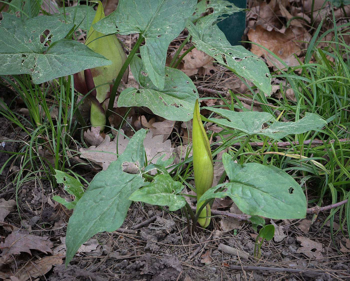 Изображение особи Arum orientale.