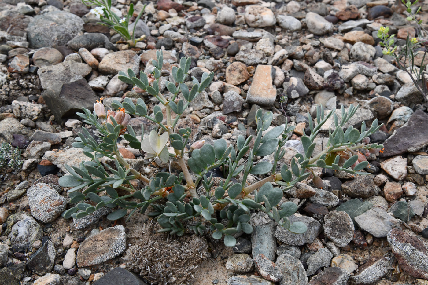 Image of Zygophyllum pinnatum specimen.