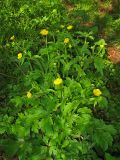 Ranunculus lanuginosus