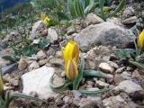 Tulipa thianschanica