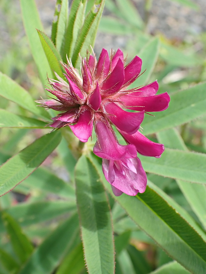 Image of Trifolium lupinaster specimen.