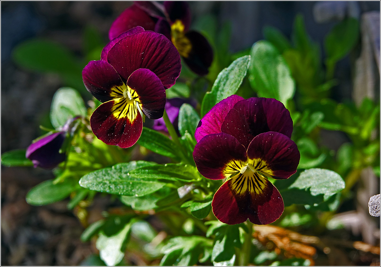 Image of Viola wittrockiana specimen.