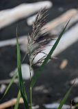 Phragmites australis. Верхушка побега с соцветием. Курильские о-ва, о-в Итуруп, окр. мыса Исопараури, песчаный пляж. 22.08.2023.