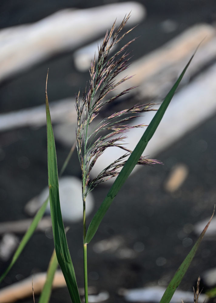 Image of Phragmites australis specimen.