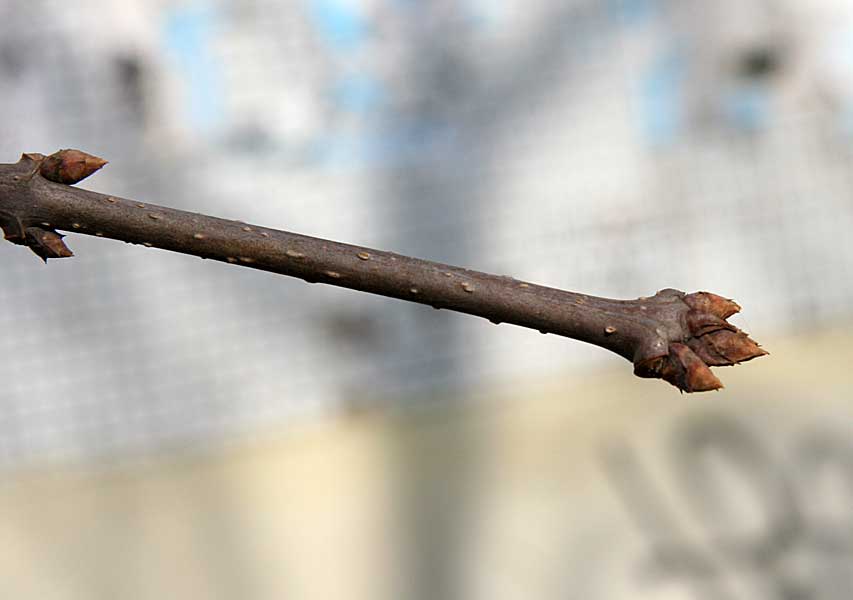 Image of Syringa amurensis specimen.