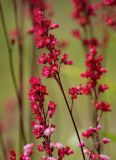 Heuchera sanguinea. Соцветия. Московская обл., г. Железнодорожный, в культуре. 28.06.2008.