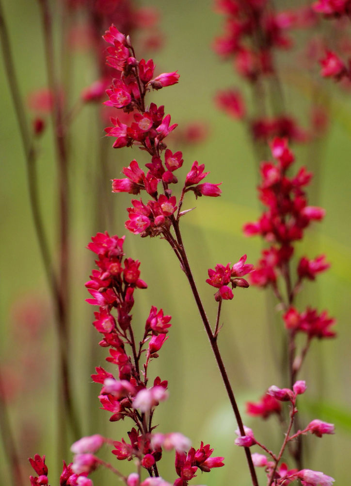 Изображение особи Heuchera sanguinea.