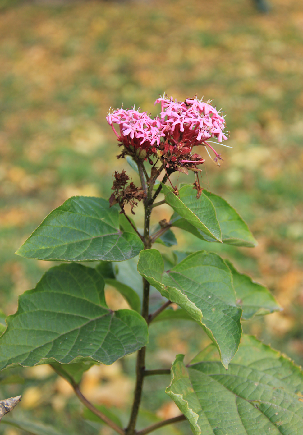 Изображение особи Clerodendrum bungei.