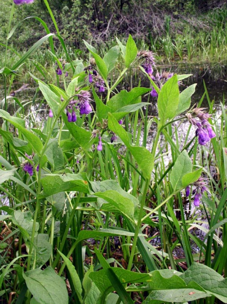 Изображение особи Symphytum officinale.