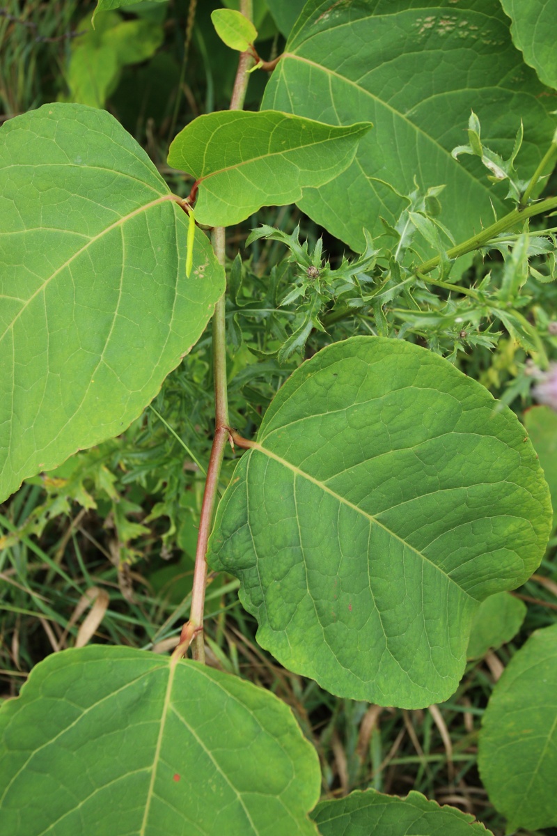 Image of genus Reynoutria specimen.