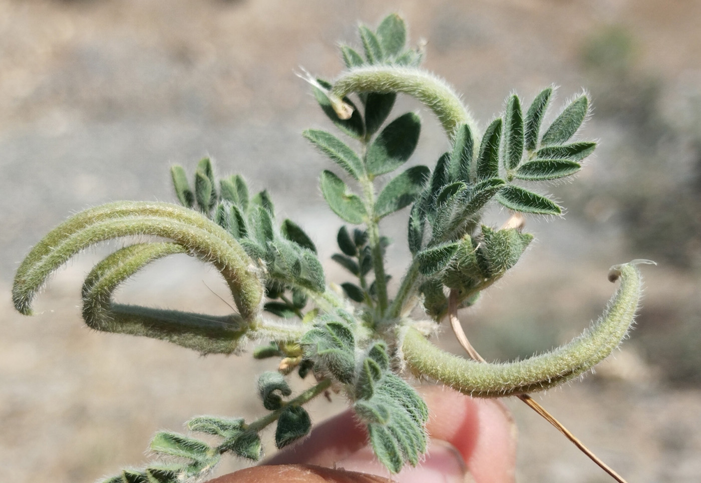 Изображение особи Astragalus stalinskyi.