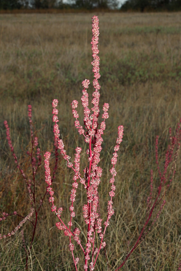 Изображение особи Atriplex patens.