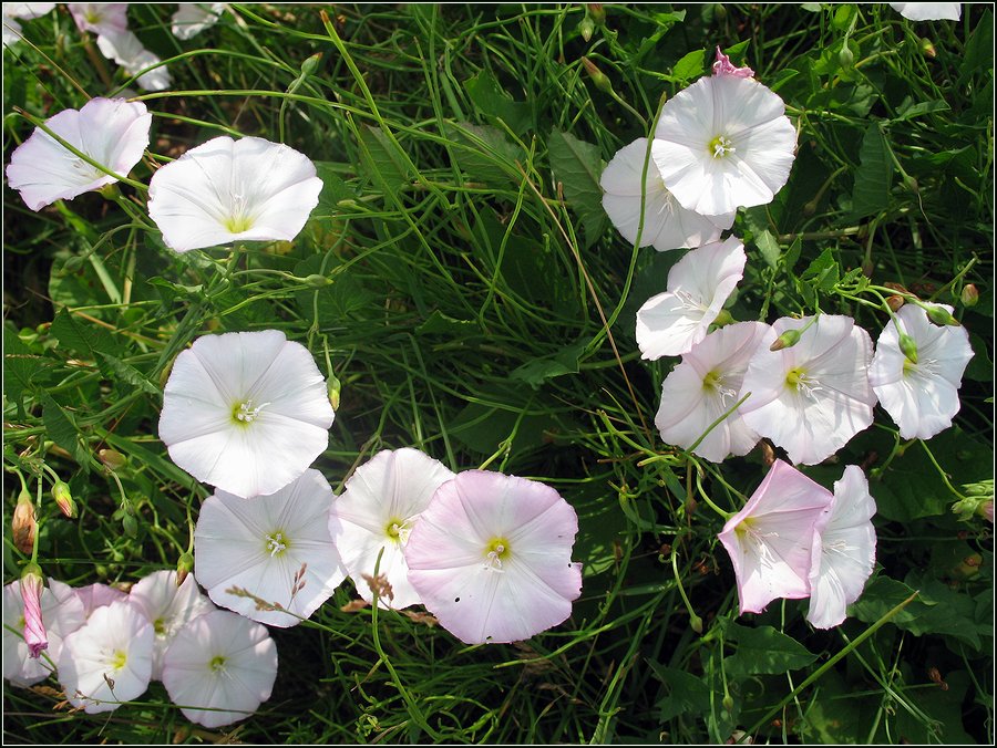 Image of Convolvulus arvensis specimen.