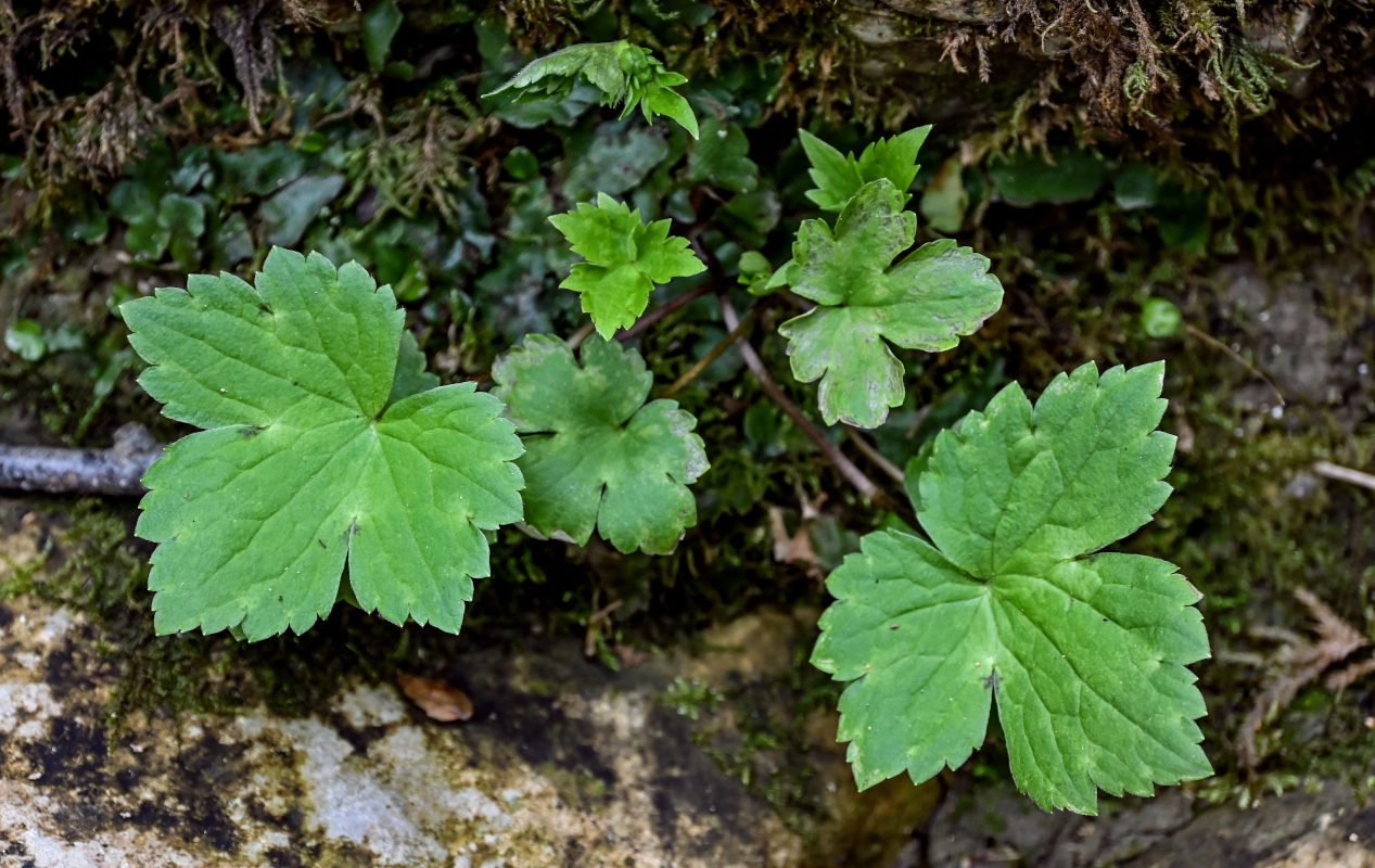 Image of Ranunculus cappadocicus specimen.