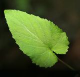 Viola albida. Лист. Приморский край, Хасанский р-н, окр. с. Барабаш, выходы известняка, облесённые скалы. 12.06.2025.