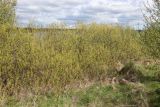 Salix triandra. Цветущие мужские растения. Беларусь, Витебская обл., окр. пос. Езерище, берег оз. Езерище, граница суходольного луга и заболоченного берега озера. 09.05.2025.