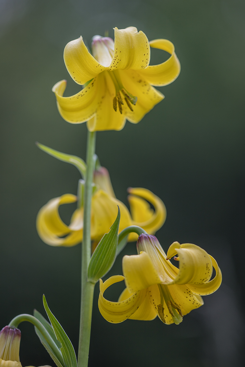 Image of Lilium monadelphum specimen.
