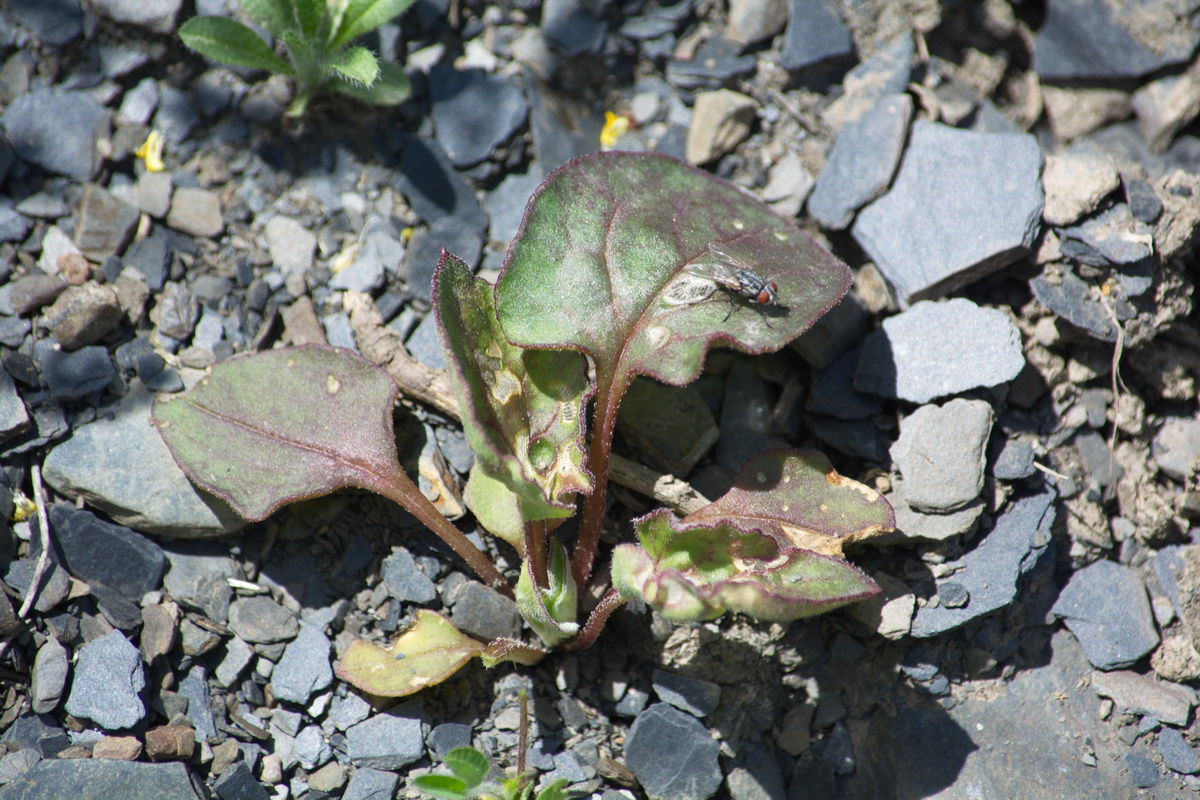 Image of Oberna lacera specimen.