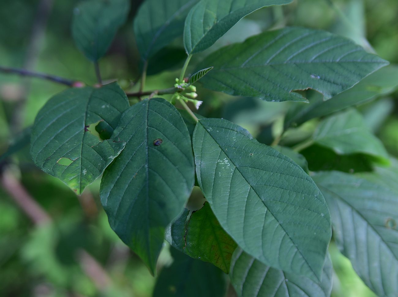 Изображение особи Frangula alnus.