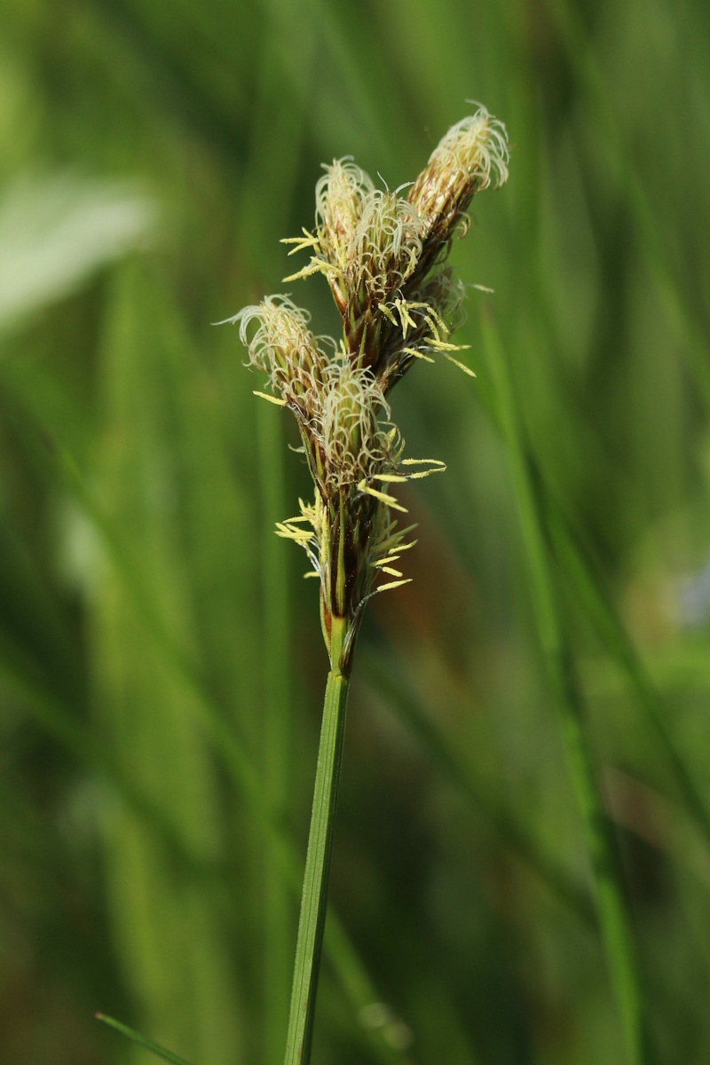 Image of Carex leporina specimen.