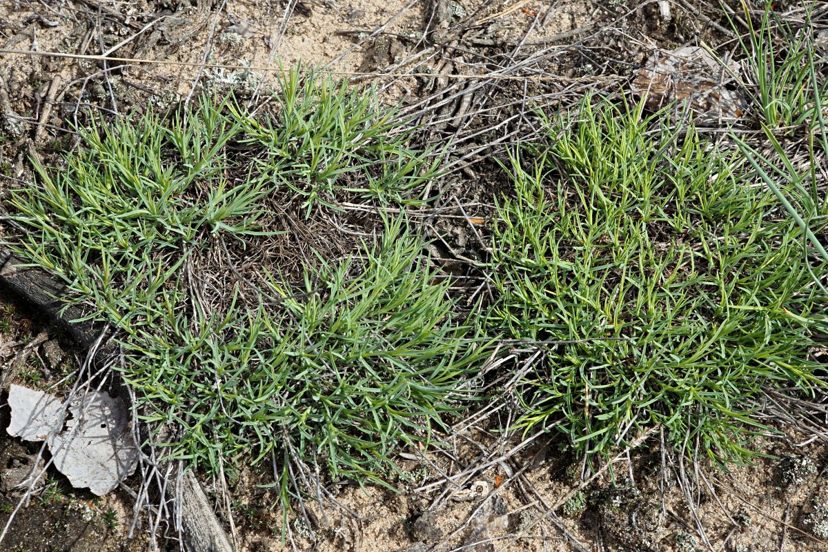 Image of Dianthus arenarius specimen.