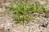 Cyperus michelianus