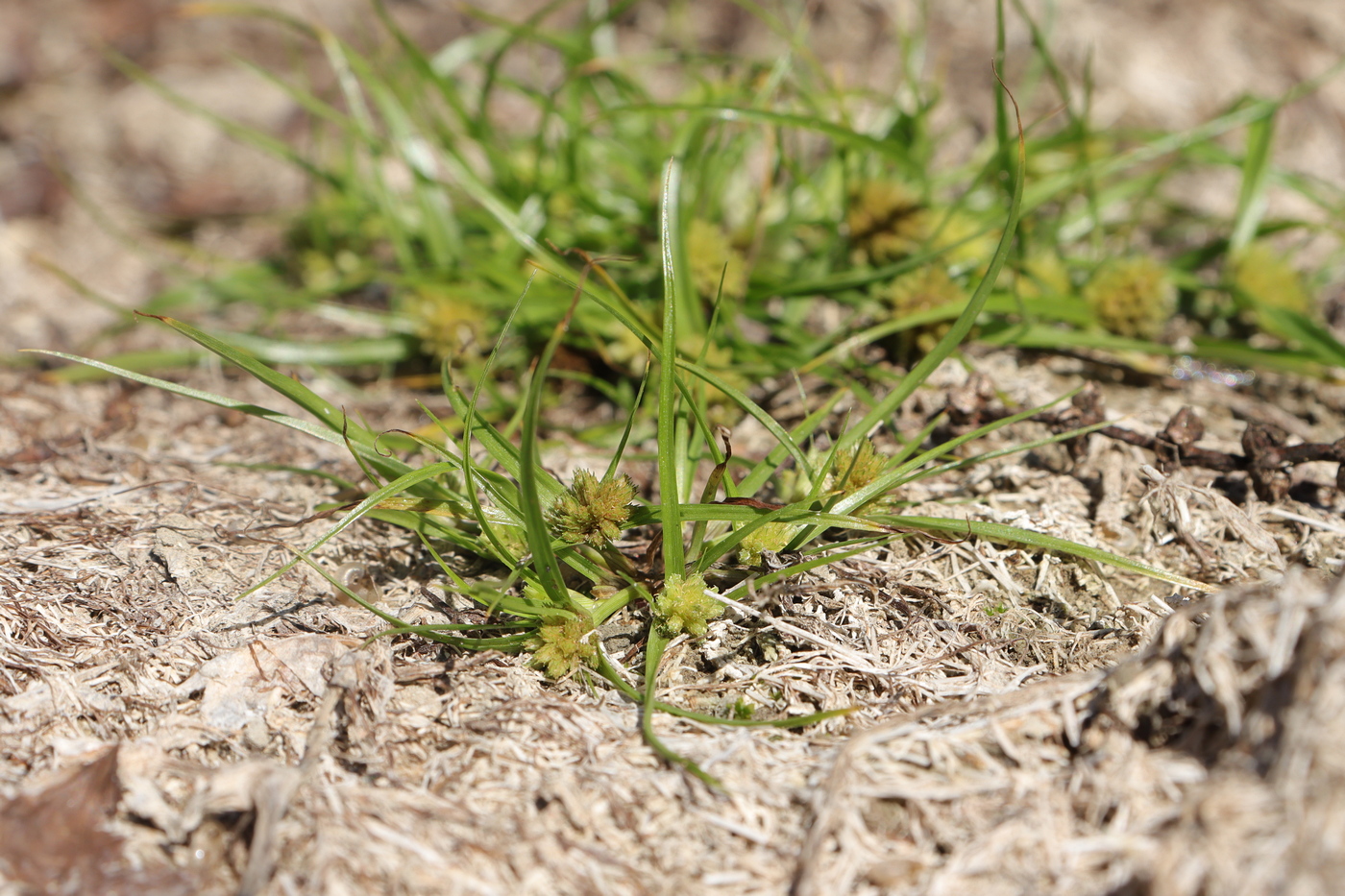 Image of Cyperus michelianus specimen.