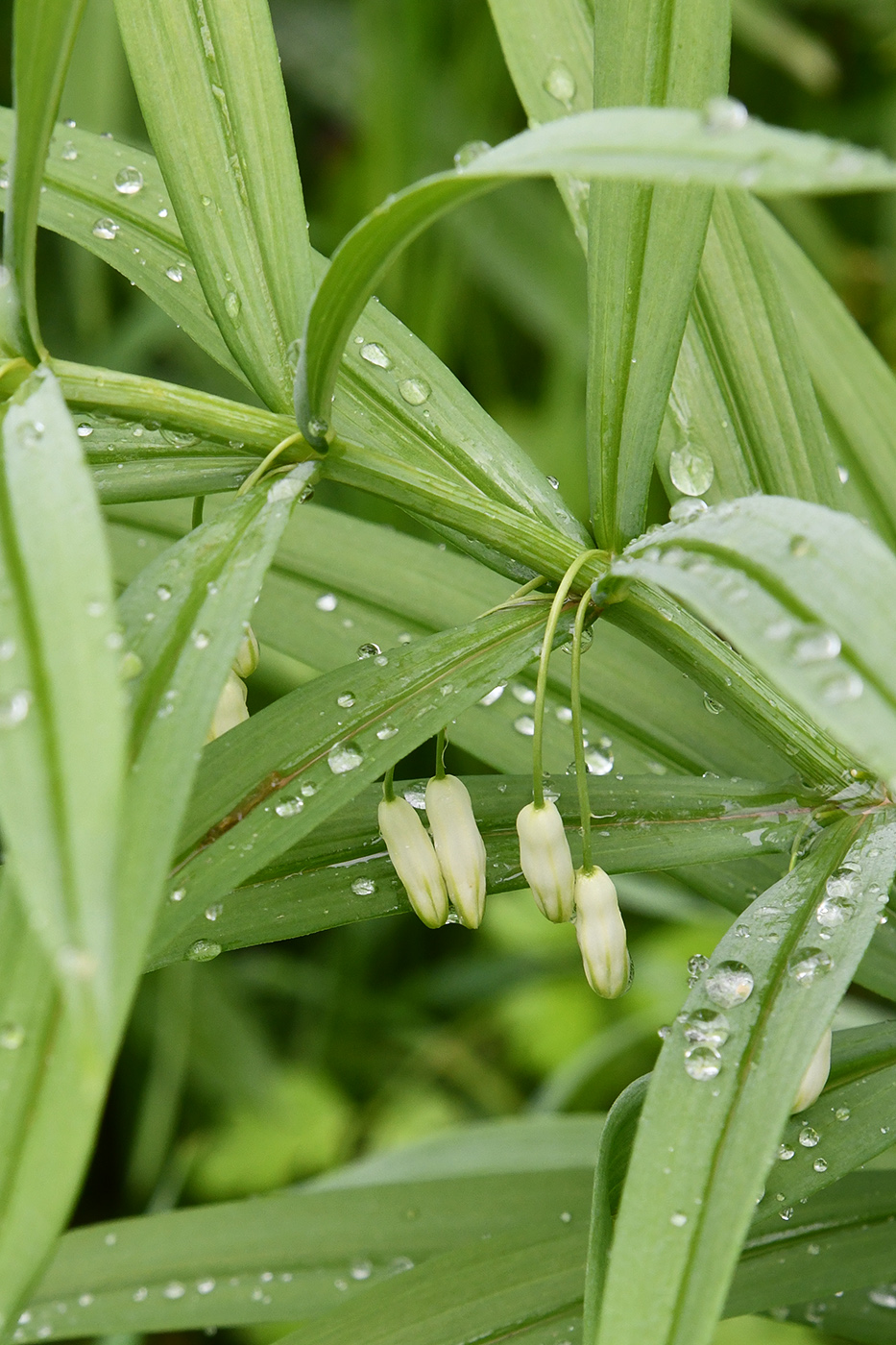 Изображение особи Polygonatum sewerzowii.
